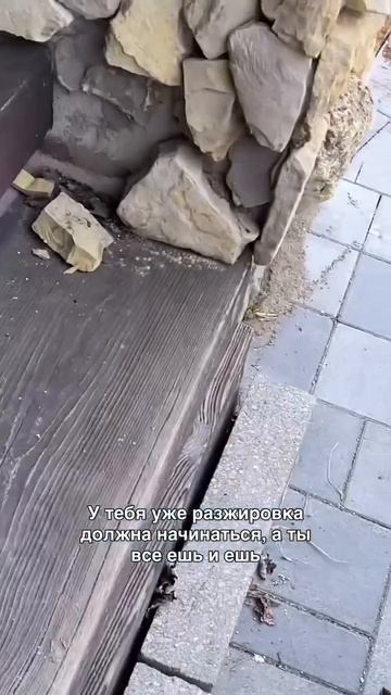 Шикарный попрошайка