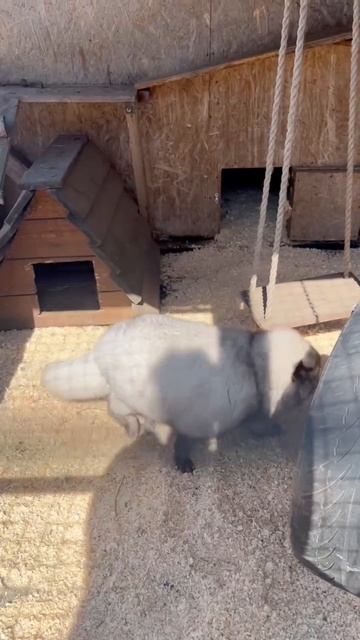 А мы продолжаем активно готовиться к лету 🤩☀️
#приютСудьба #приютдляживотных #животные #лис #лето #с