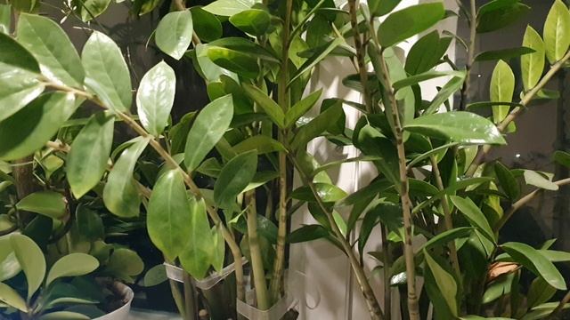 Вперёд в ...Прошлое!