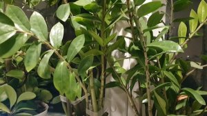 Вперёд в ...Прошлое!