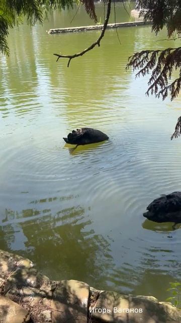 Ромашки больше не нужны