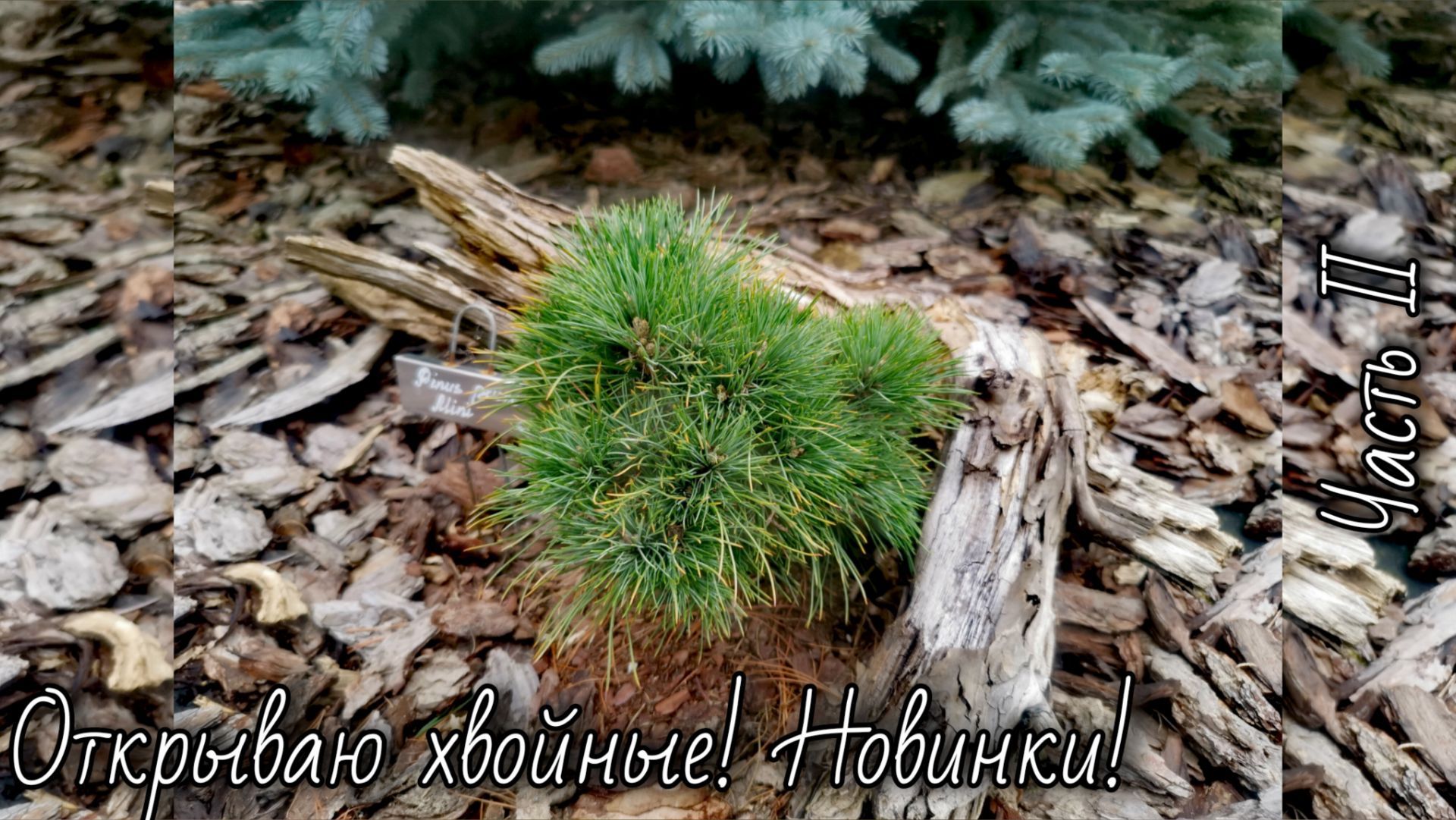 Открываю хвойные🌲Часть II Новинки! 🔥 17.04.26г #дача #обзор #сад #garden
