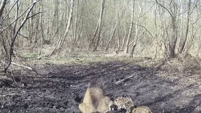 Фото ловушка