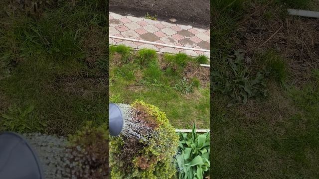 циркон обработка ёлочек 20 апреля #теплица #дача #садоводничество #огород #уходзатеплицей