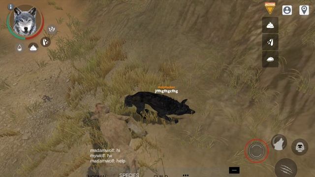 волк на льве