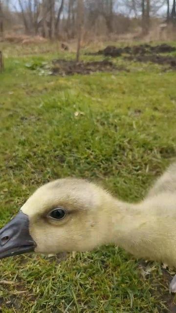 Гусяшины прогулки