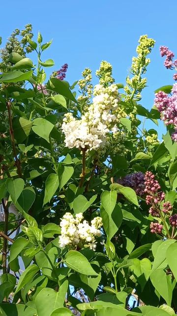 СИРЕНЬ ЦВЕТЁТ...