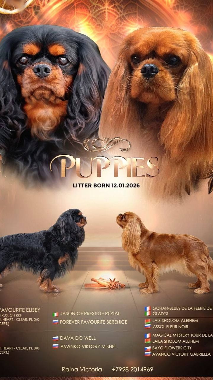 Две девочки Кавалер Кинг Чарльз спаниель ищут семью 🏡✍️ Виктория Раина +7 928 201 49 69