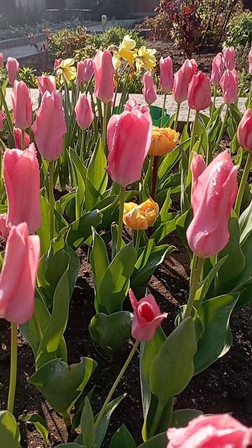 утро на даче#утро#цветы