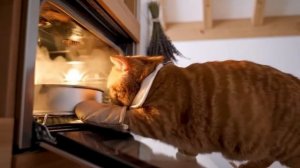 Рыжий котик повар