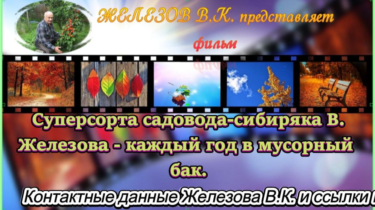 Суперсорта садовода-сибиряка В.Железова - каждый год в мусорный бак.