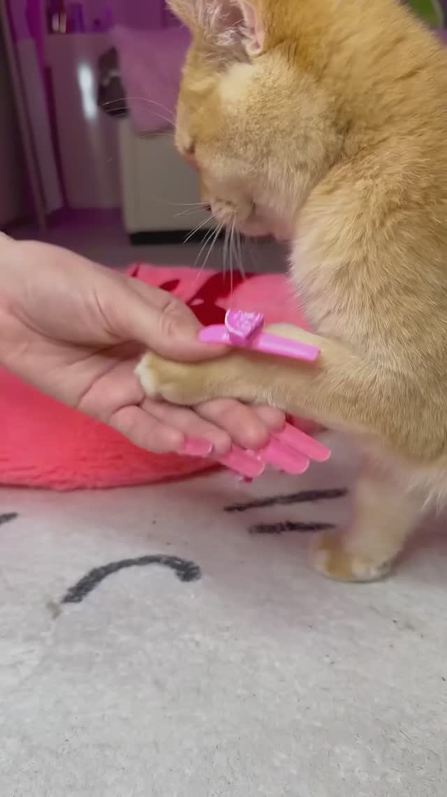 Почему все кошки так делают? #кошка