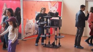 Выставка кошек из Санкт-Петербурга проходит в Хабаровске