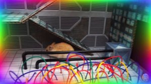 Милый хомячок исследует увлекательный лабиринт шаг за шагом. часть 4