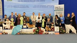 19.04.2026, СПб. Клуб "Элита-2" (РКФ, ОАНКОО). Рейтинговая выставка "ГРАН ПРИ ВЕСЕННИЙ ПЕТЕРБУРГ"