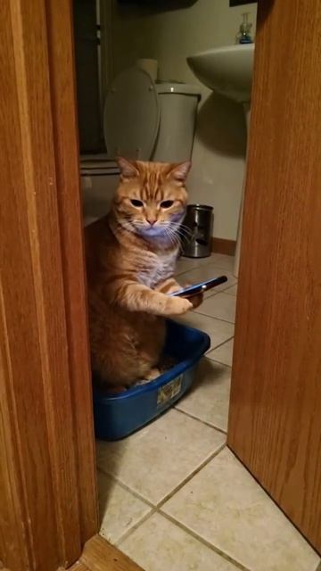 POV: The Cat Has Gone Somewhere And Hasn't Been Yelling For Half An Hour #ai #cats #aicat #cat