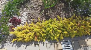 Как выглядят мои почвопокровные растения на 20 апреля.