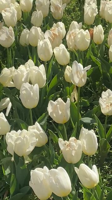 Звёздный Призыв и парк Тюльпанов в Экспедиции МаЭД в Стамбуле. МНШУ