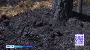Экологическое благополучие: лесовосстановление продолжается в Вологодской области