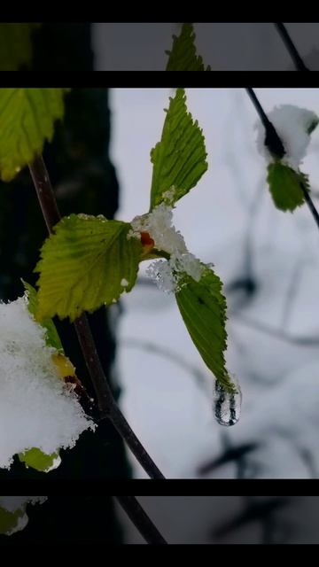 Зимняя сказка ( 20 апреля)