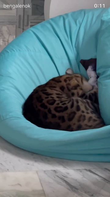 #bengal #bengalcat #cat