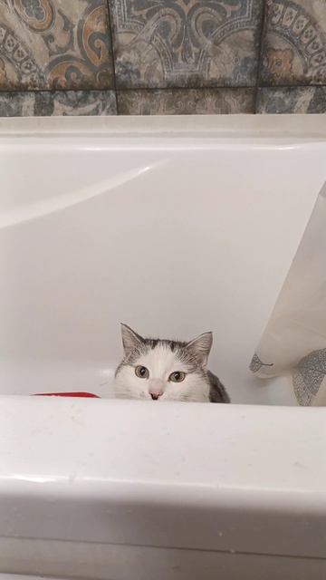 Кот Шкет оккупировал ванную
#кот #Котэ #котик #ванная
