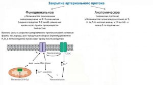 Физиология ребенка. Л18. Гемодинамика. Часть 2. Гайнуллина Д.К.