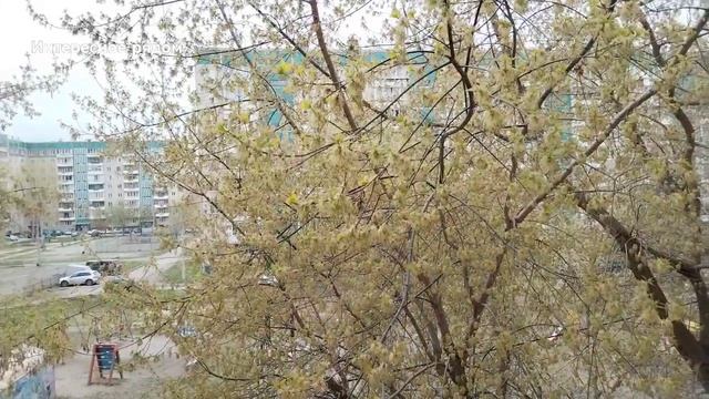 Клен в цвету