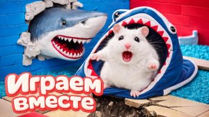 ХОМЯК ВЫБИРАЕТСЯ ИЗ СЕКРЕТНОЙ ХОМЯЧЕЙ ТЮРЬМЫ 🏵️ Помогаем выбраться из лабиринта !