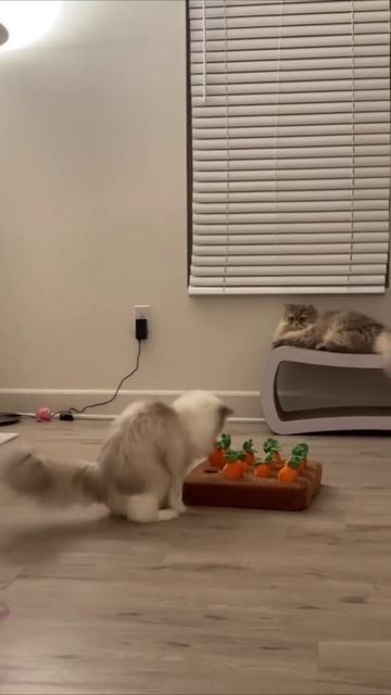 Смешные коты #118-7