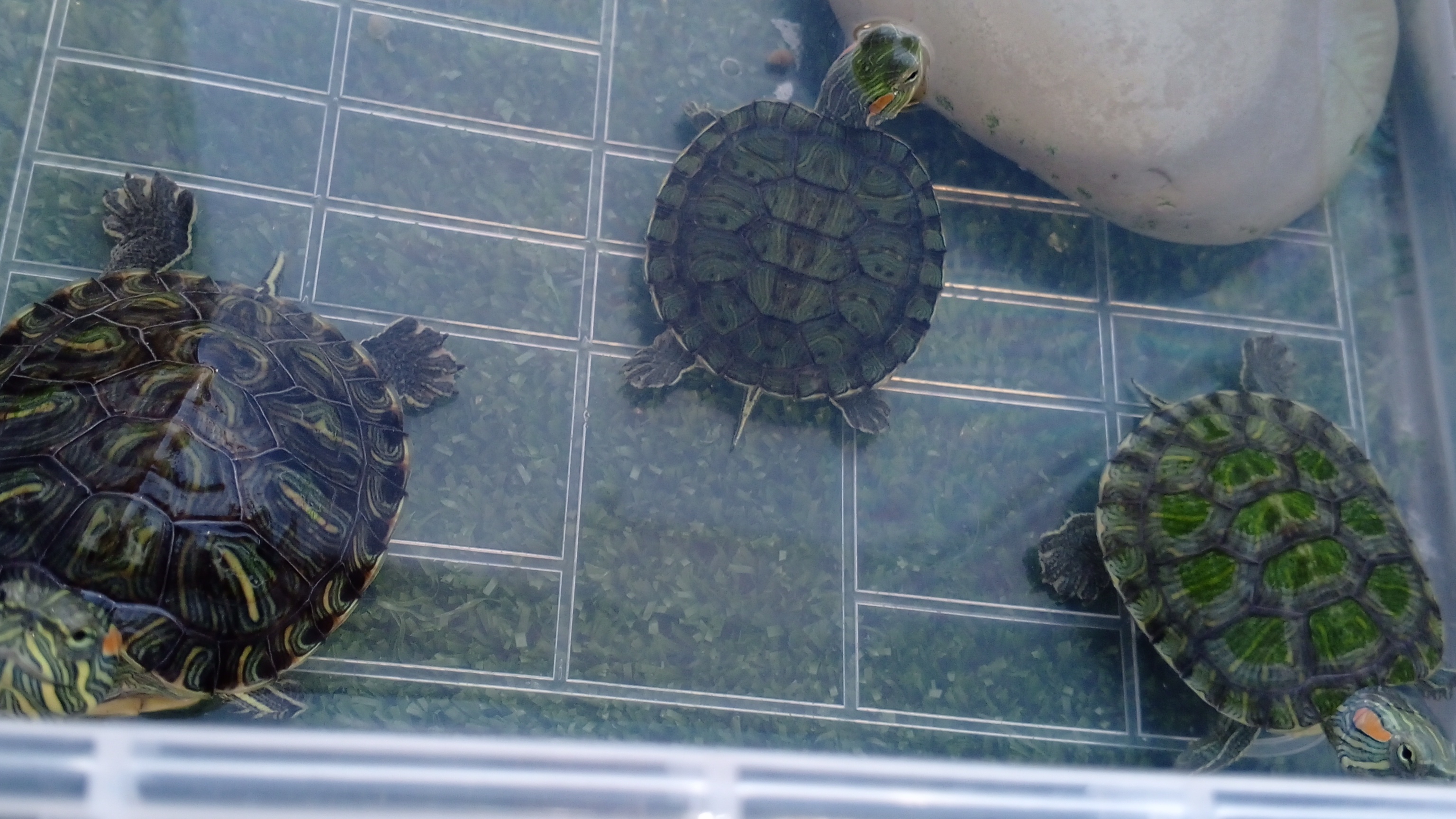 мои черепашки