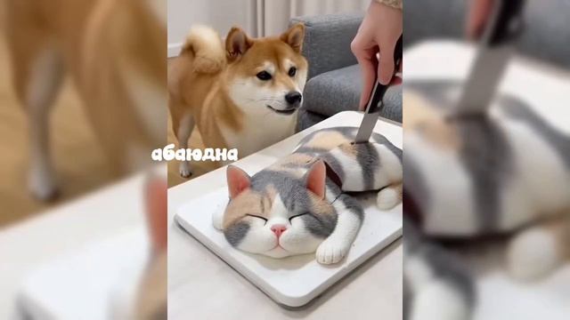 Прикольное видео про котиков 🔥