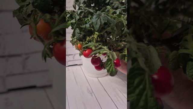 Обзор карликового томата Red Robin