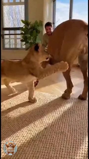 История Чандра Начало