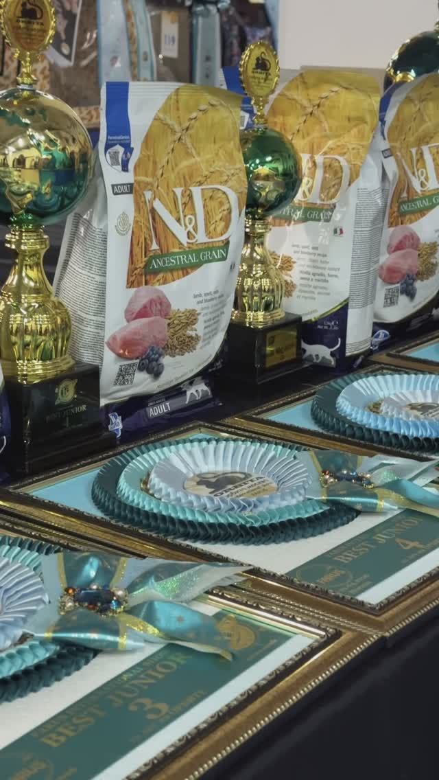 КОШКИ_18.04.2026