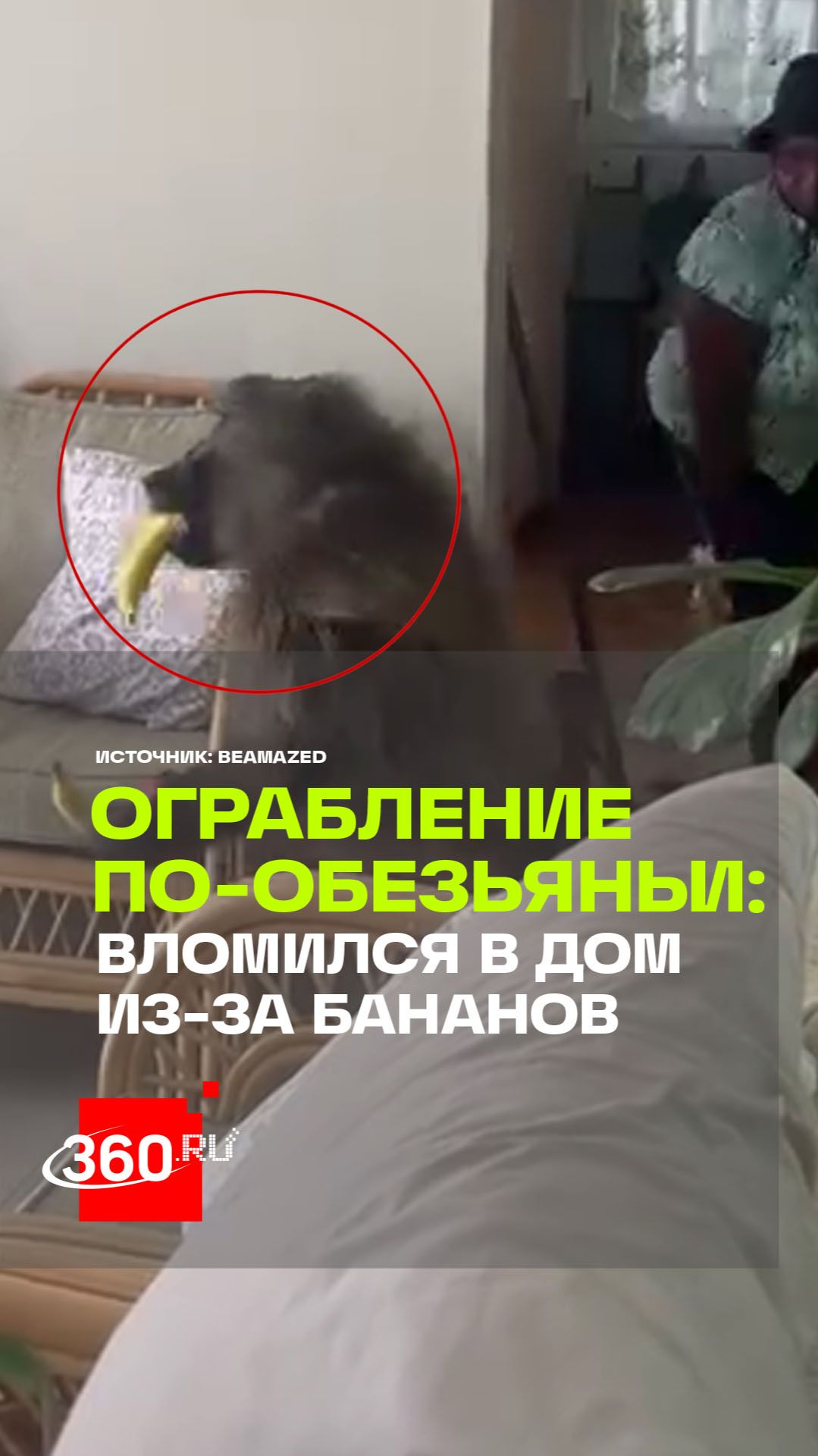 «Миссия невыполнима»: бабуин-налетчик провалил ограбление из-за кухонного полотенца