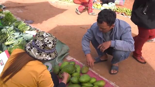 Сбор гигантских манго в саду и доставка их на рынок для продажи