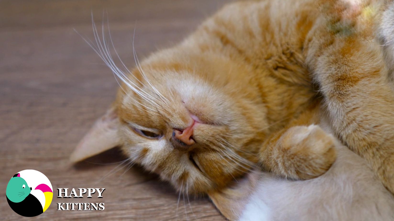 Мама-кошка очень терпеливо кормит котят, заботясь о каждом, с любовью и нежностью.