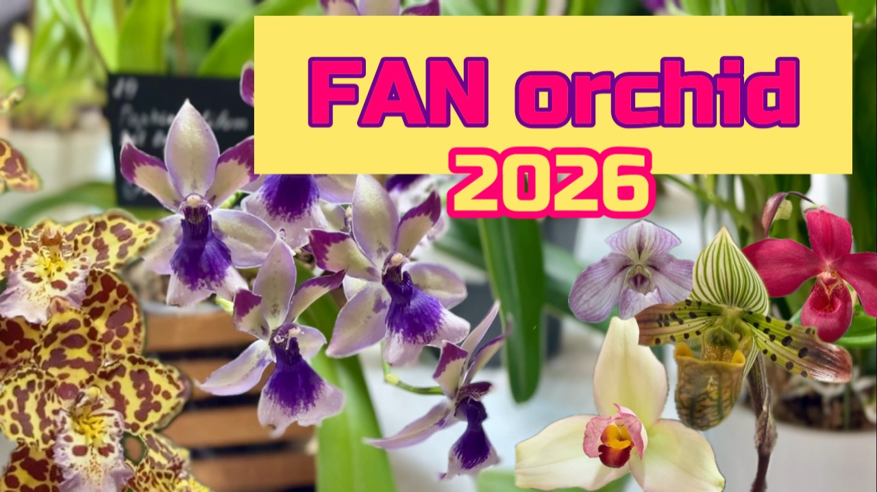 FanOrchid выставка продажа орхидей я Санкт-Петербург 2026