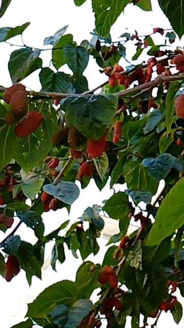 20 апреля МАХМУТЛАР.ТУРЦИЯ 2026.