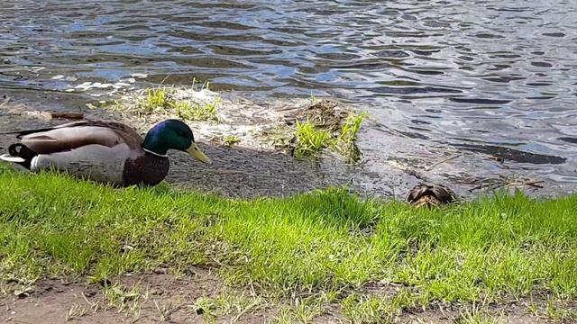 020Пришла веснаУтки на водоемеФутажи Красивая природа