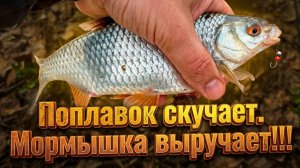 МОРМЫШИНГ 2026 🎣. ПОПЛАВОК СКУЧАЕТ. МОРМЫШКА ВЫРУЧАЕТ!!!