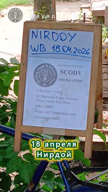 14 - 19 апреля. Видеоотчет о благотвторительных раздачах в Маяпуре