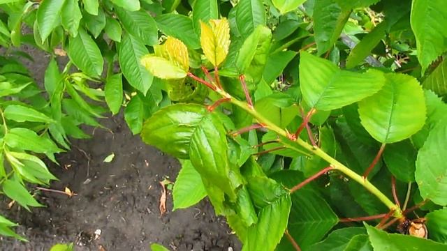 Черешня. Что делать если листья закручены на черешне. ВиталийОрех Виталий7соток