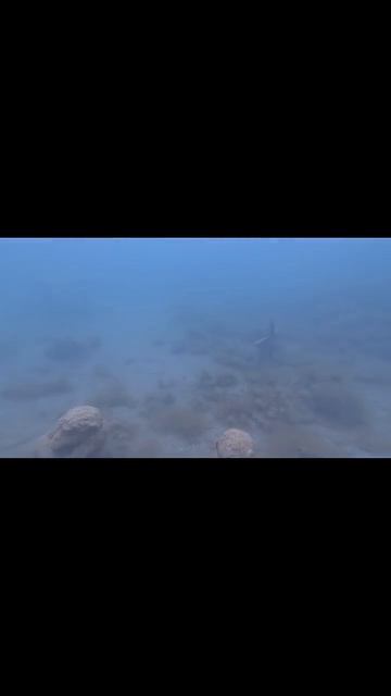 подводный мир и его житель черноморский осетр.Полное видео на канале