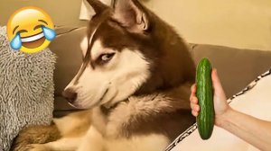 Приколы с животными! УГАРНЫЕ! Смешные коты! Самые смешные животные!