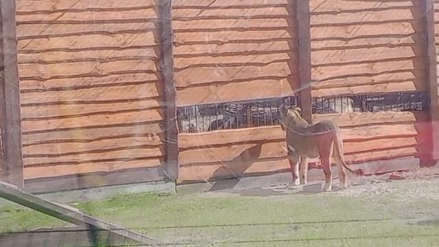 MDKS9119 Видео от Ивана 14.04.2026