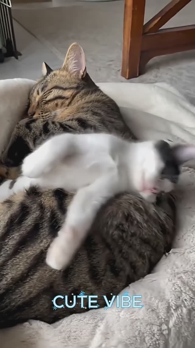 Мама КИСА не оставит своих деток одних...