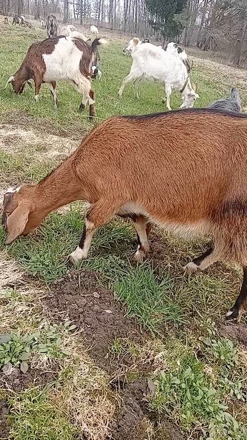 20.04.26. Первокотка Осина