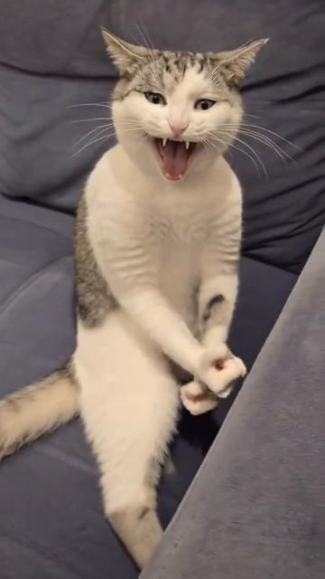 Ва-Ваа-Ваааа Кот